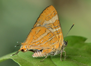 New Butterfly Species Discovered in Western Ghats