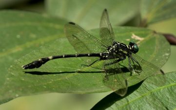 New Dragonfly Species Discovered in Western Ghats