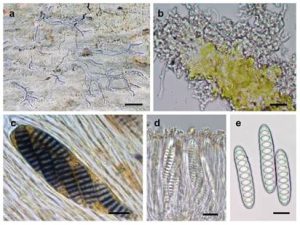 New Lichen Species Discovered in Western Ghats