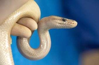 Risks and Realities of Snake Rescue in India