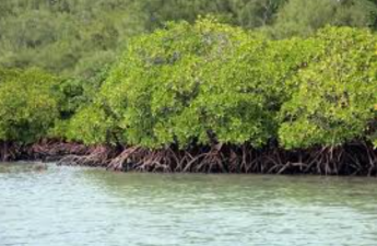 Mangroves – Vital Coastal Ecosystems for Climate Resilience
