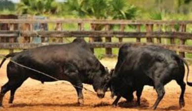 Legalisation Debate Over Goa’s Traditional Bull Fighting