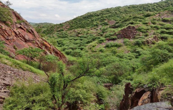 Haryana Defines Forests Amid Supreme Court Directives