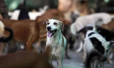 Animal Birth Control Rules 2023 – Effective Dog Population Management