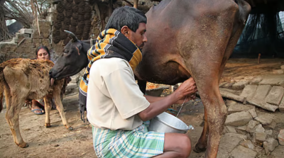 India’s Dairy Sector Competitiveness and Efficiency Analysis