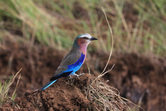 Global Economic Impact of Invasive Species Explored