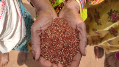 Millets Revival – Nutrition, Agriculture, and Market Potential