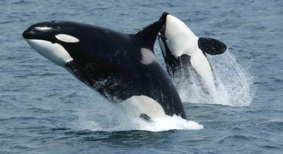 Killer Whales Provision Humans With Prey in Unique Behaviour