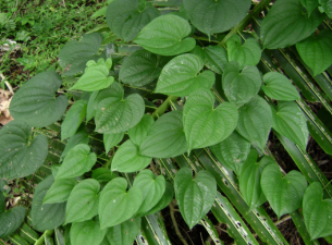 New Dioscorea Species Discovered in Western Ghats