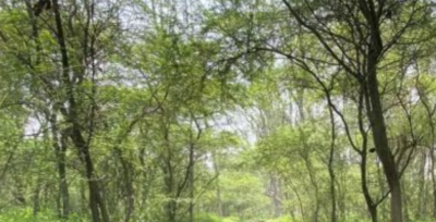 Green Credit Programme Revamped for Tree Plantation