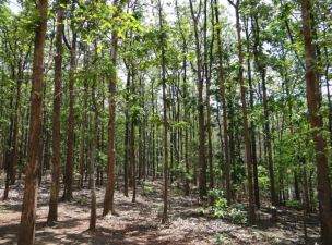 Customary Tree Ownership and Forest Rights in India
