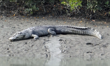 Saltwater Crocodile Conservation Advances In Sundarbans