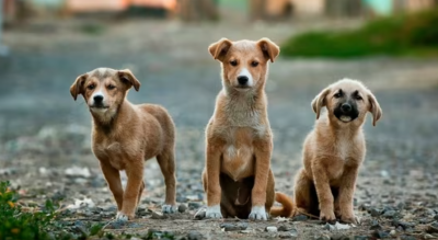 Supreme Court Stray Dog Ruling Sparks National Debate