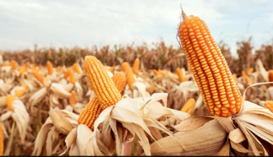 India-U.S. Corn Trade Dispute and Agricultural Dynamics