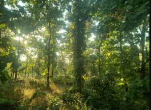 Defining Forests in India – Challenges and Policy Implications