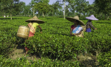 India’s Emerging Role in Global Tea Industry