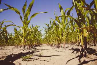 Maize Resilience Boosted by Linalool Signalling Discovery