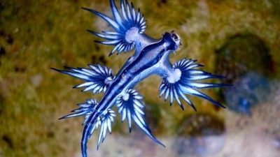 Blue Dragons Invade Spanish Beaches Amid Warming Seas