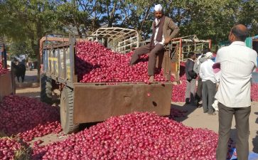 Maharashtra Onion Crisis – Farmers Demand Government Support