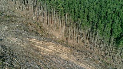 Tropical Deforestation Linked to Thousands of Deaths Annually