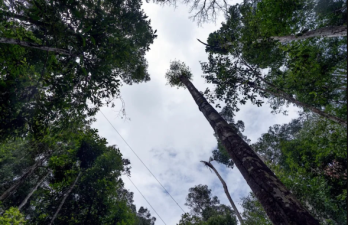 Amazon Tree Growth Boosted by Rising CO2 Levels