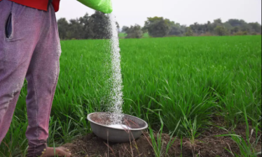 Urea Demand Surge Linked to India’s Crop Pricing Policy