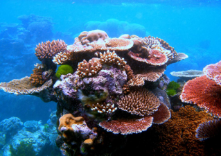 Coral Triangle Conservation – Cryobanking Coral Larvae Advances