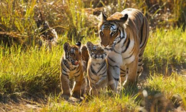 Wildlife Conservation in India – Progress and Challenges