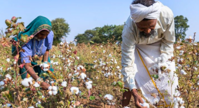 Sustainable Cotton Farming Revolution in India 2025
