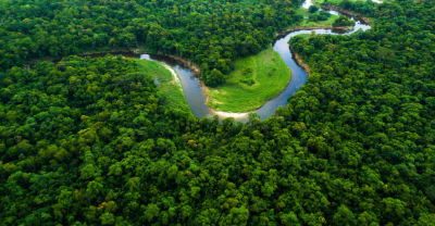 Balancing Holism and Reductionism in Forest Management