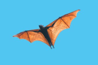 Genetic Evolution Behind Bat Wings and Flight