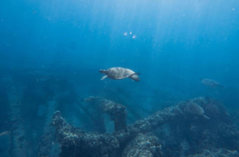 High Seas Treaty to Protect Marine Biodiversity Enforced