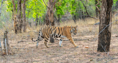 New Policy Framework on Tribal Relocation in Tiger Reserves