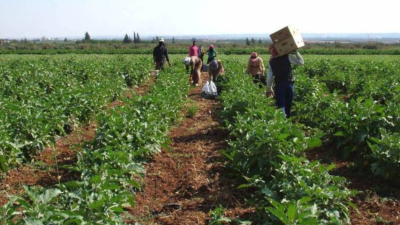 Agriculture’s Role in Conflict and Food Security 2025