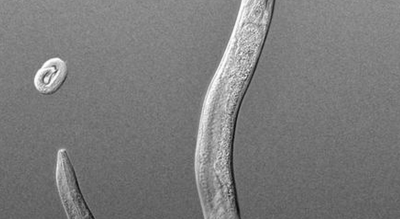 Inherited Threat Avoidance in Roundworms Confirmed