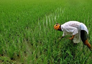 Reforming India’s Foodgrain Procurement and Crop Diversification