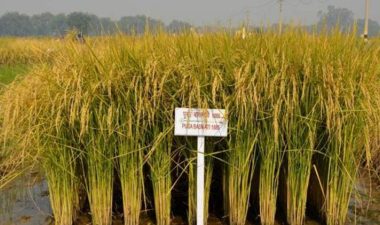 Amendments Proposed to India’s Plant Variety Protection Law
