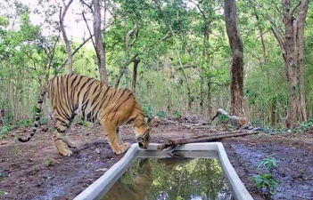 Return of Tigers Marks Gujarat’s Wildlife Revival