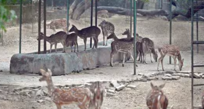 Supreme Court Upholds Delhi Deer Park Conservation Efforts
