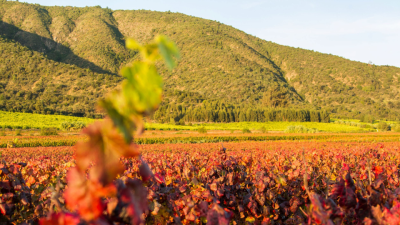 Carbon Sequestration – Key to Climate Change Mitigation