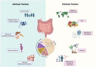 Gut Microbiome Stability and Dysbiosis Analysis