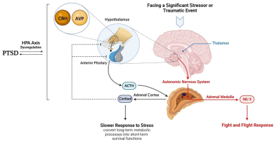Stress-Enhanced Fear Response and Brain Mechanisms