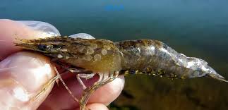 Managing White Spot Disease in Shrimp Aquaculture