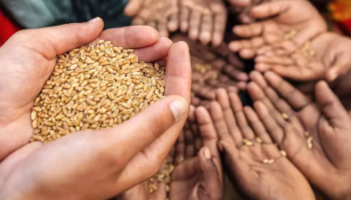 India’s Feed Grain Dilemma