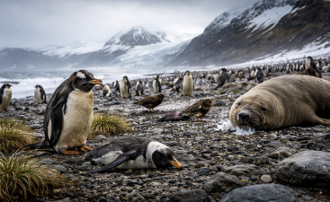 H5N1 Reaches Heard Island Wildlife