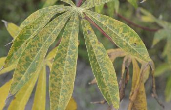 Cassava Brown Streak Disease and Threat to African Crops