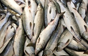 India’s Livestock Fisheries Role In Agricultural Growth