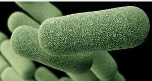 Resurgence of Haemophilus influenzae type b in the United States