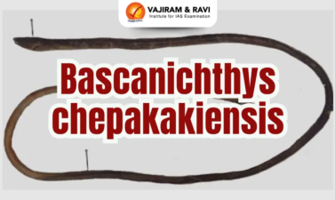 Bascanichthys chepakakiensis New Species Discovery
