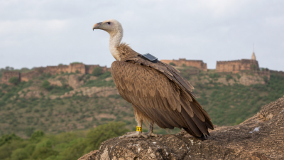Captive-Bred Long-Billed Vulture Migration Tracking